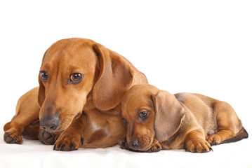 dachshund dog and puppy