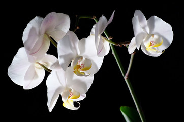 Fototapeta na wymiar Blooming White Orchids on black background