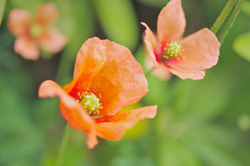 Naklejka premium 二輪のナガミヒナゲシの花