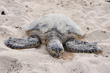 Hawaiian Green Sea Turtle at Kekaha Kai state park