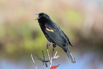 Obraz premium Male Red-winged Blackbird