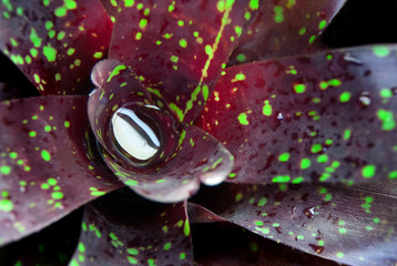 Beautiful foliage on bromeliad plant