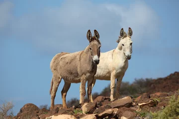 Photo sur Plexiglas Âne Deux ânes sur une montagne
