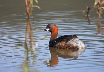 Lesser Grebe sitting on a pond with reflection in water