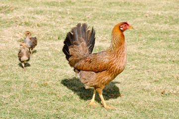 Hen and chiken