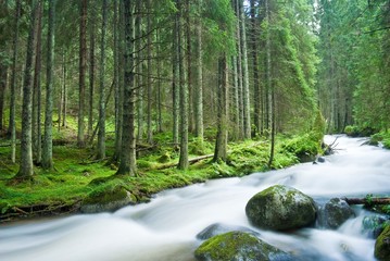 Obraz premium beautiful rapid river in a slovakia mountain forest