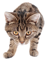Stalking Tabby Kitten
