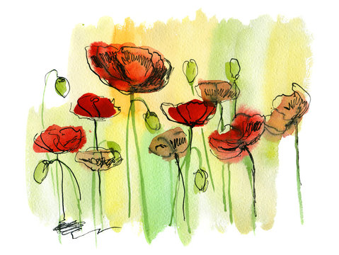 Painted watercolor poppies