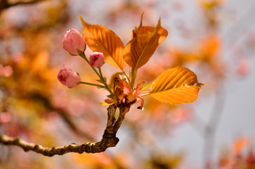 Sakura. Zarte Schönheit