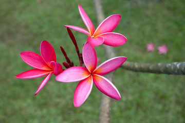Plumeria flowers