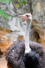 Ostrich in zoo