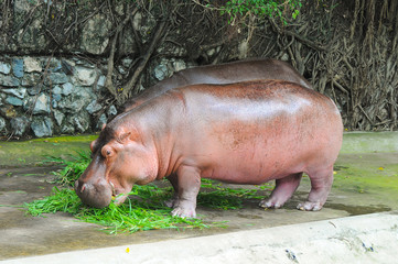 hippopotamus in zoo