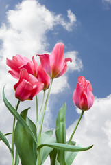 Stunning fresh tulips against vibrant blue sky