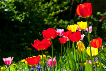 Obraz na płótnie Canvas tulipes dans le jardin