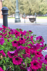 Flowers on town street