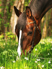 Obraz premium grazing bay horse