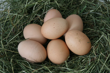 Hühnereier im Stall