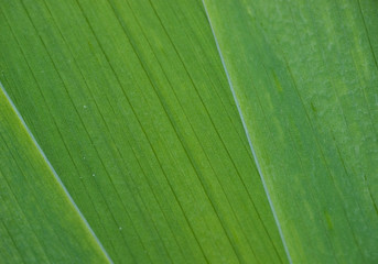 green leaves abstract background close up
