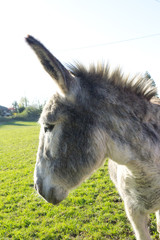 portrait of a donkey