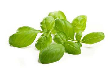 Frischer Basilikum