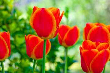 tulipe dans le jardin - obrazy, fototapety, plakaty