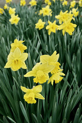 Obraz premium Narcissus poeticus (Amaryllidaceae)