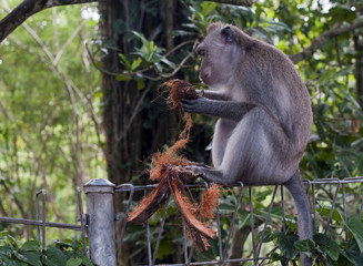 monkey in ubud