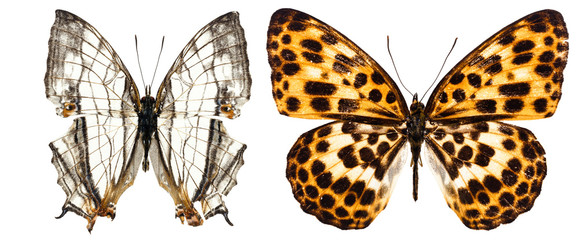 Collection of colored butterflies isolated on white