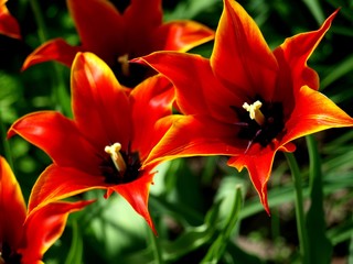 Zwei Tulpen