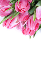 Pink tulips