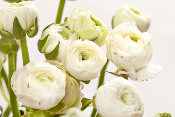 white Ranunculus