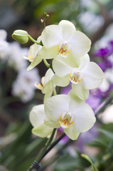 Fototapeta na wymiar Oddział bielone storczyki. (Latin Orchidaceae Phalaenopsis)