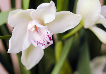 Naklejka premium Белая орхидея. (лат. Orchidáceae Cymbidium