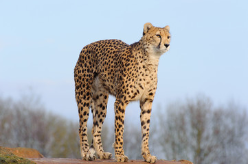 Cheetah arching back