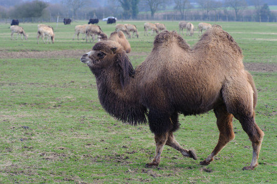 Camel walking in zoo