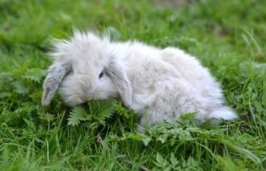 lapin © muro