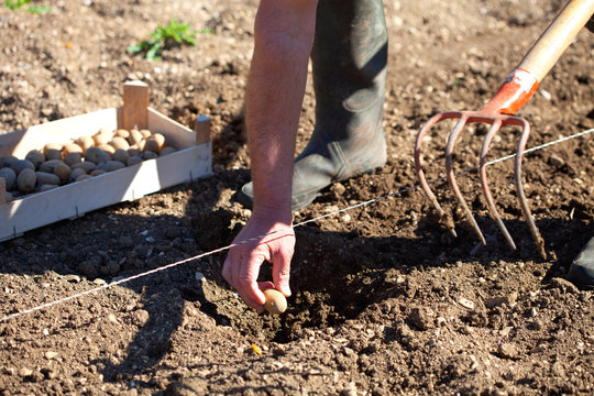 planter les patates
