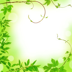 Obraz premium frame from spring branches