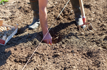 planter les patates