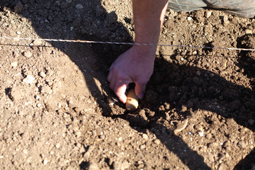 planter les patates