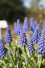 Traubenhyazinthe (Muscari)