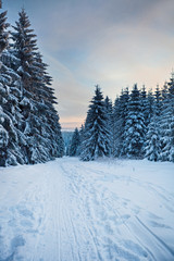 winter forest in mountains