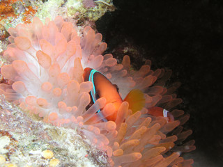 Anemonenfisch "Clown-Anemonenfisch" Clownfish Nemo