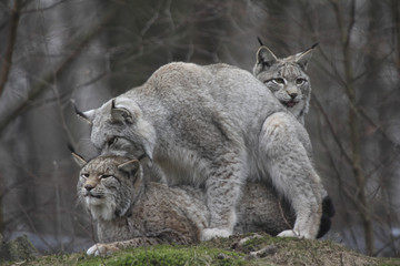 Naklejka na ściany i meble Luchse (Lynx lynx)