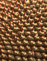Obraz premium Sunflower seeds of a sunflower