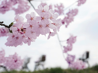桜・風景