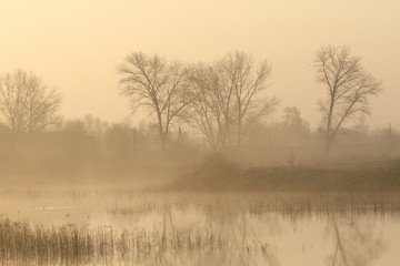 Trees near the pond on a foggy early spring morning
