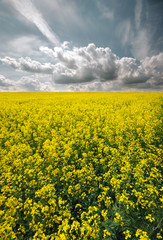 Obraz premium Canola field
