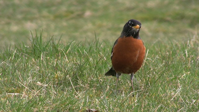 Robin Contemplating Life