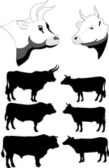 Cows and bulls